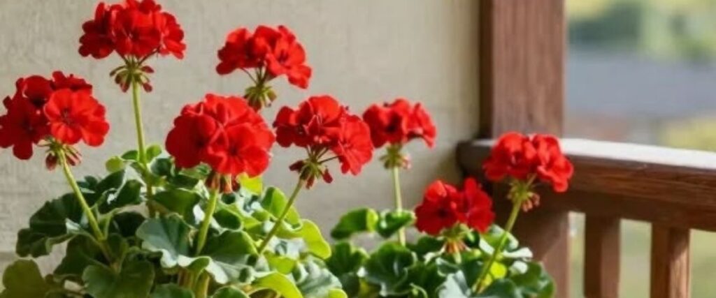 Gerânio com flores vermelhas em ambiente bem iluminado.