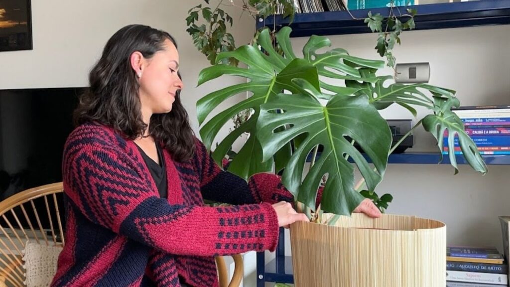 mulher cuidando da planta costela de adão (monstera deliciosa)