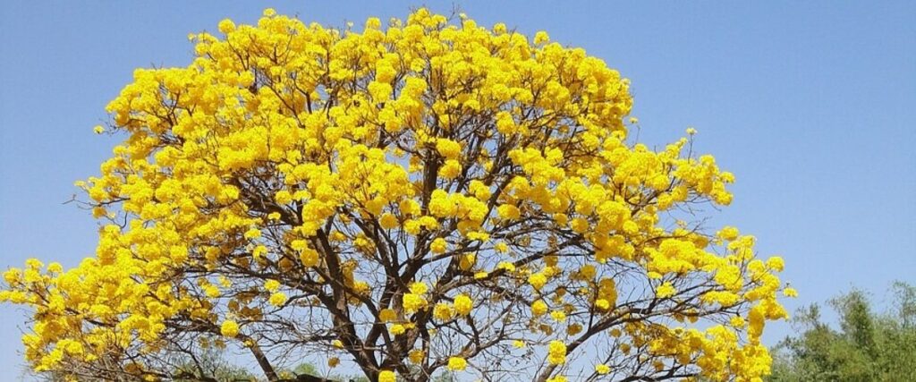 Ipê-amarelo – Handroanthus chrysotrichus com suas flores amarelas