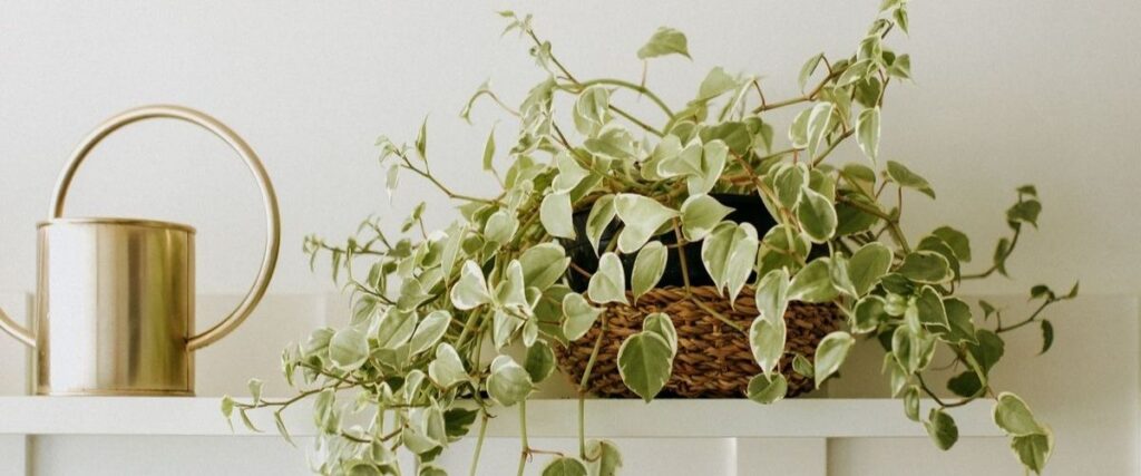 Peperômia pendente (Peperomia scandens) cultivada em vaso na prateleira