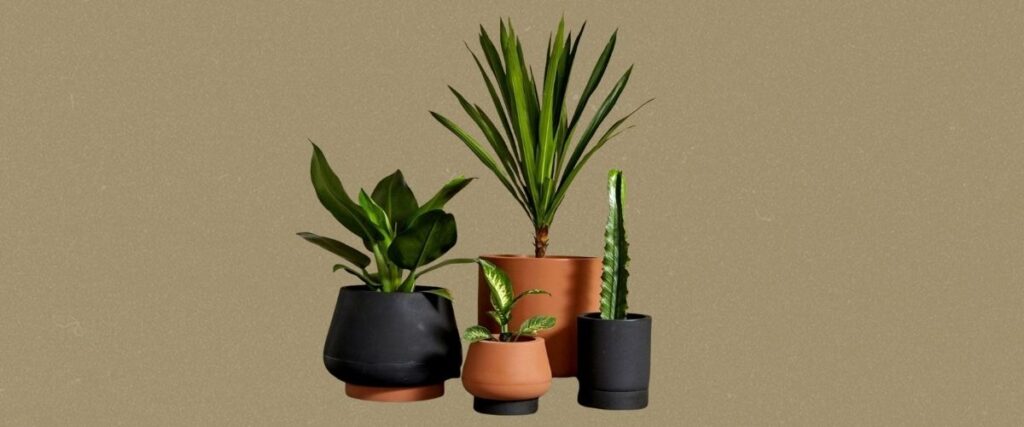 composição de vasos de plantas