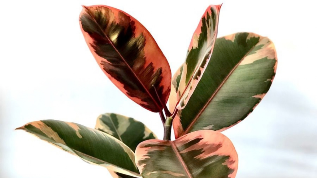 ficus elastica ruby