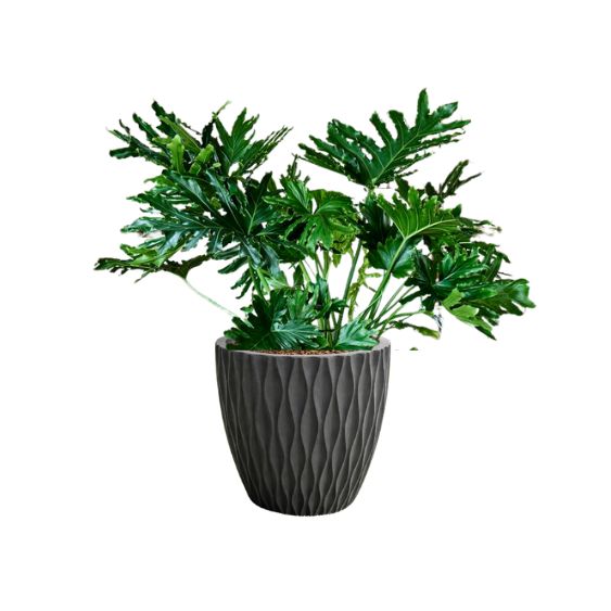 planta Guaimbê (Thaumatophyllum bipinnatifidum) em vaso texturizado de polietileno cor preto