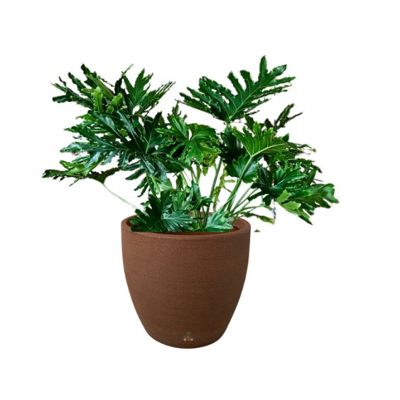 planta Guaimbê (Thaumatophyllum bipinnatifidum) em vaso de polietileno cor marrom