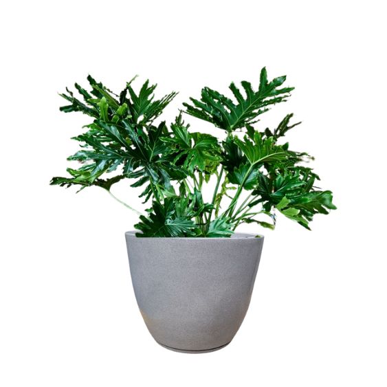 planta Guaimbê (Thaumatophyllum bipinnatifidum) em vaso de polietileno cor cinza
