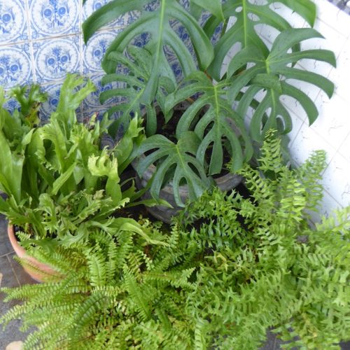 2025-05-28 adubo líquido para plantas 1