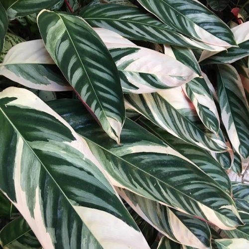 Valioso adubo líquido para plantas: como fazer e utilizar