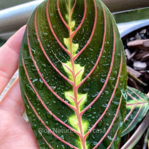 25-03-27 maranta leuconeura