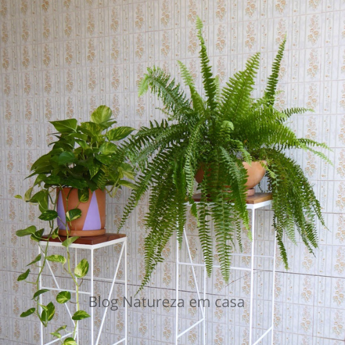 25-03-27 samambaia e planta jibóia