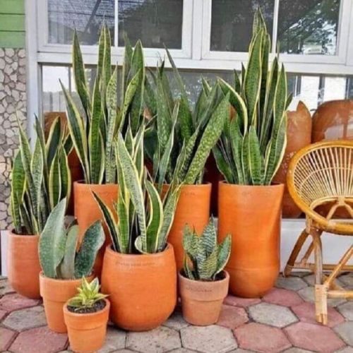 25-04-03 1 plantas de sol sanseveria