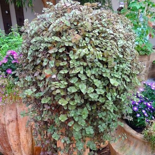 25-04-03 11 plantas de sol dinheiro em penca