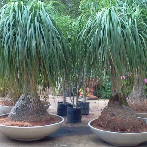 25-04-03 3 plantas de sol pata de elefante