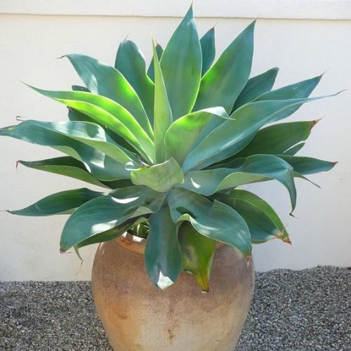 25-04-03 4 plantas de sol agave