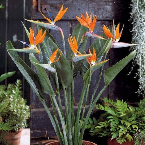 25-04-03 5 plantas de sol strelitzia