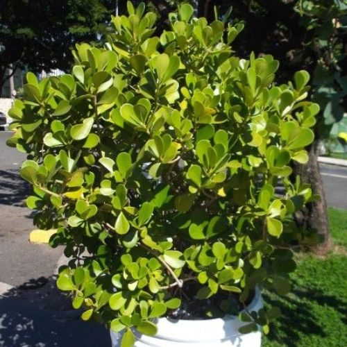 25-04-03 7 plantas de sol clúsia