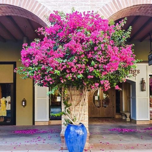 25-04-03 8 plantas de sol primavera