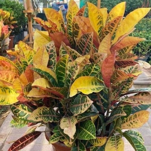 25-04-03 9 plantas de sol cróton