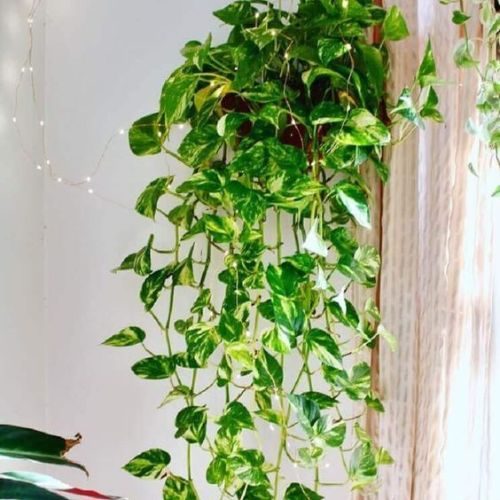 25-04-08 plantas de sombra total 1