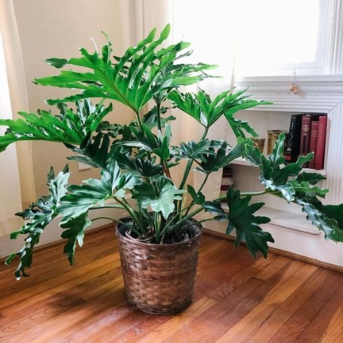 25-04-08 plantas de sombra total 10