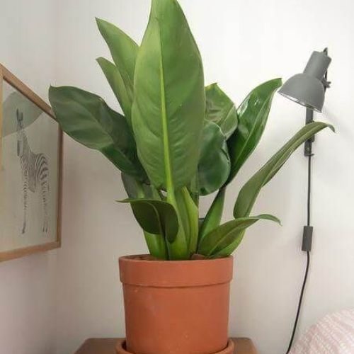 25-04-08 plantas de sombra total 11