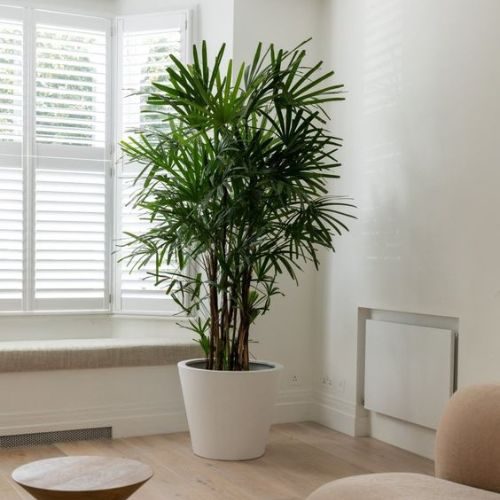 25-04-08 plantas de sombra total 12