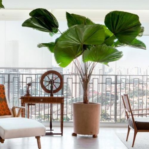 25-04-08 plantas de sombra total 13