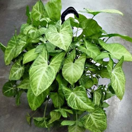 25-04-08 plantas de sombra total 4