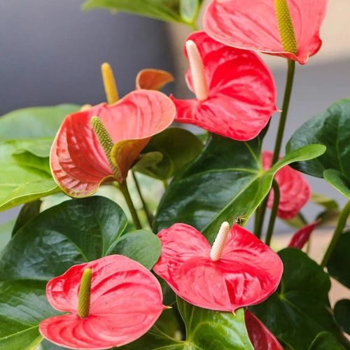 25-04-08 plantas de sombra total 5