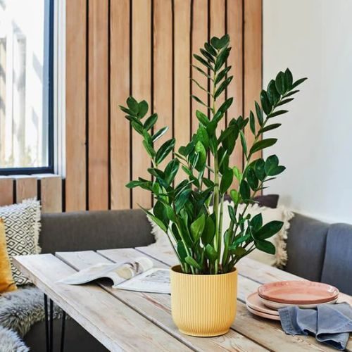 25-04-08 plantas de sombra total 6