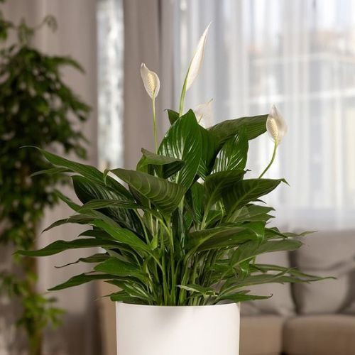 25-04-08 plantas de sombra total 7