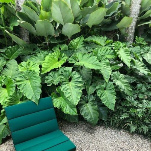 25-04-11 - Plantas ornamentais para jardim