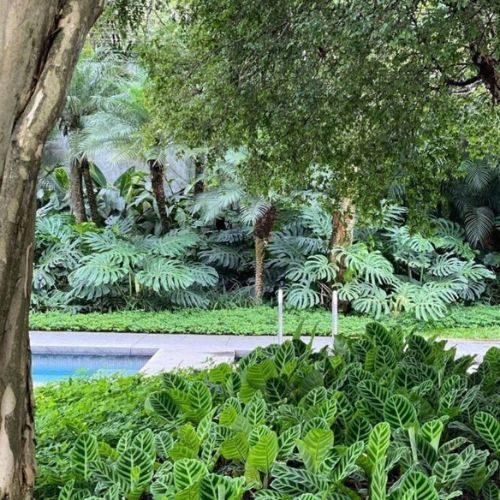 25-04-11 plantas ornamentais para jardim 1