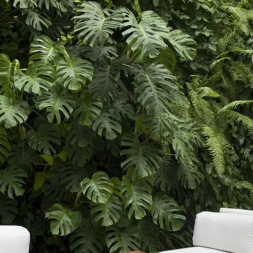 25-04-11 plantas ornamentais para jardim 2