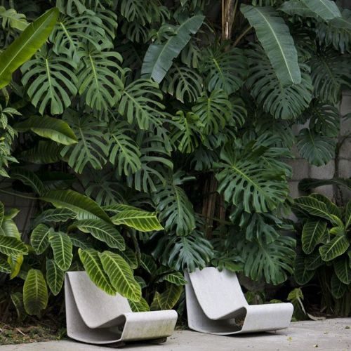 25-04-11 plantas ornamentais para jardim 5