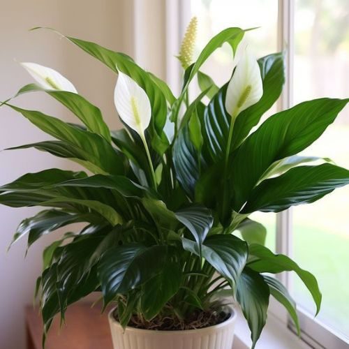 25-04-15 plantas para escritório 1
