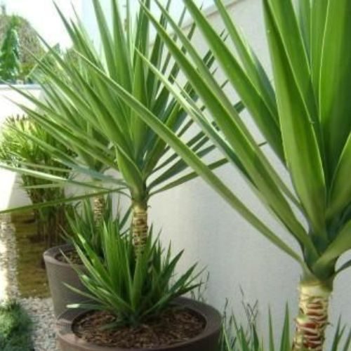 25-04-15 plantas para escritório 10