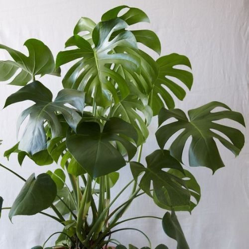 25-04-15 plantas para escritório 4