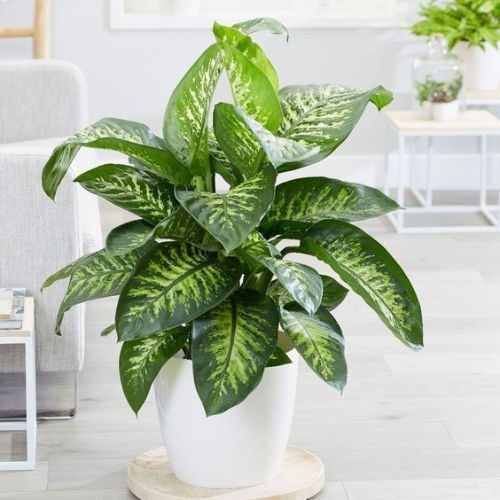 25-04-15 plantas para escritório 5
