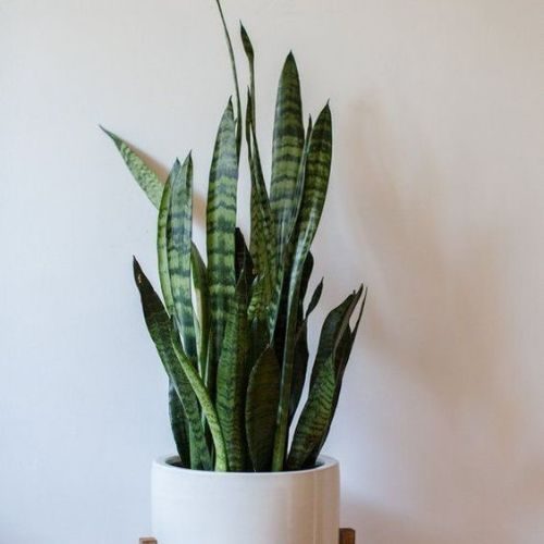 25-04-15 plantas para escritório 6