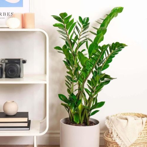 25-04-15 plantas para escritório 7