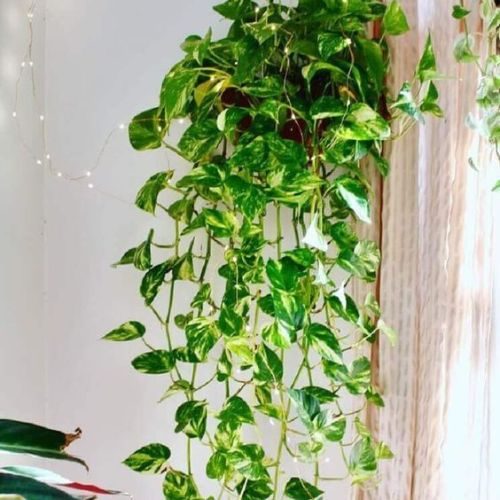 25-04-15 plantas para escritório 8