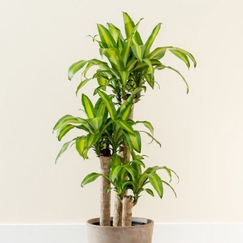 25-04-15 plantas para escritório 9
