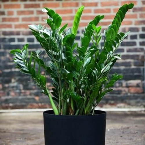 Como cuidar da planta Zamioculca