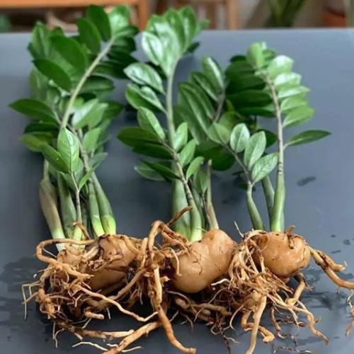 25-04-17 zamioculca 2