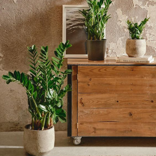 25-04-17 zamioculca 4