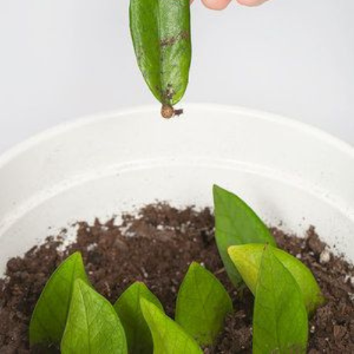 25-04-17 zamioculca 5