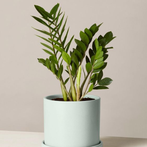 25-04-17 zamioculca 6