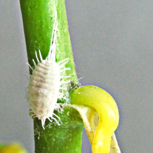 Como acabar com cochonilha nas plantas