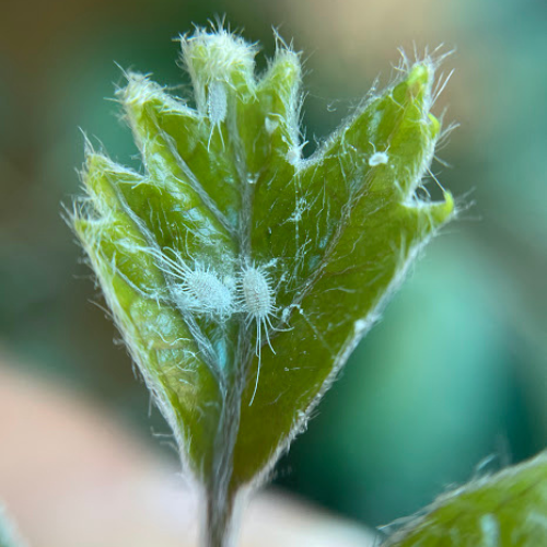 25-04-23 cochonilha 2