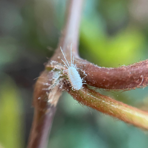 25-04-23 cochonilha 4